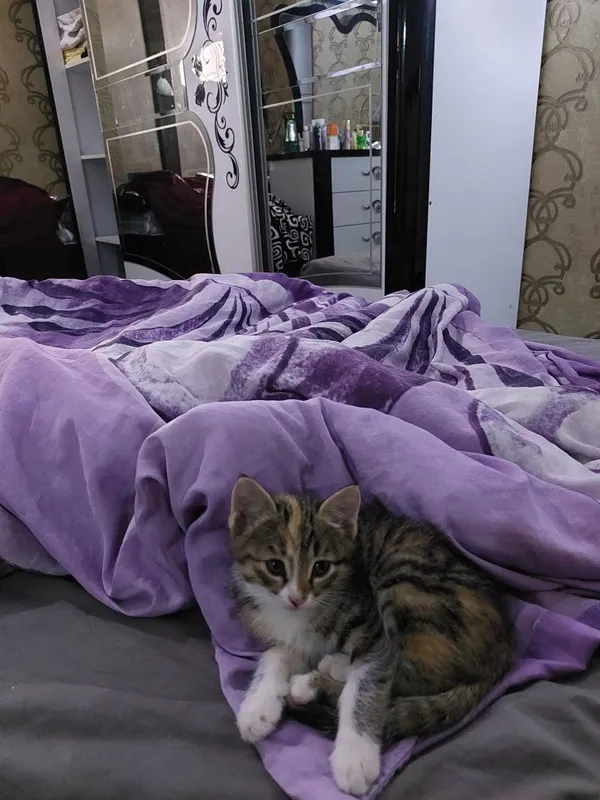Миленький котёнок в добрые руки
