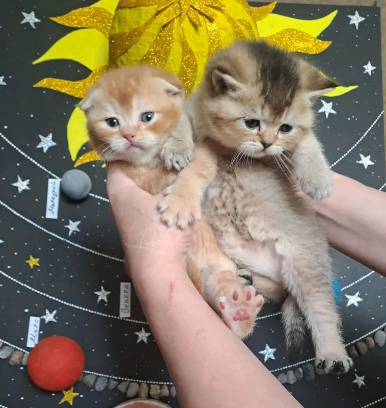 котята фолд страйт 3