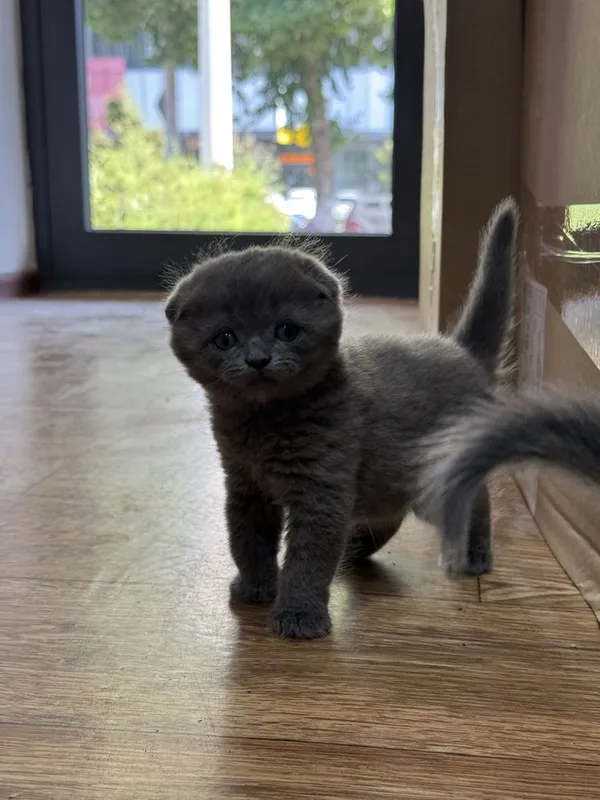 Mushuk scottish fold