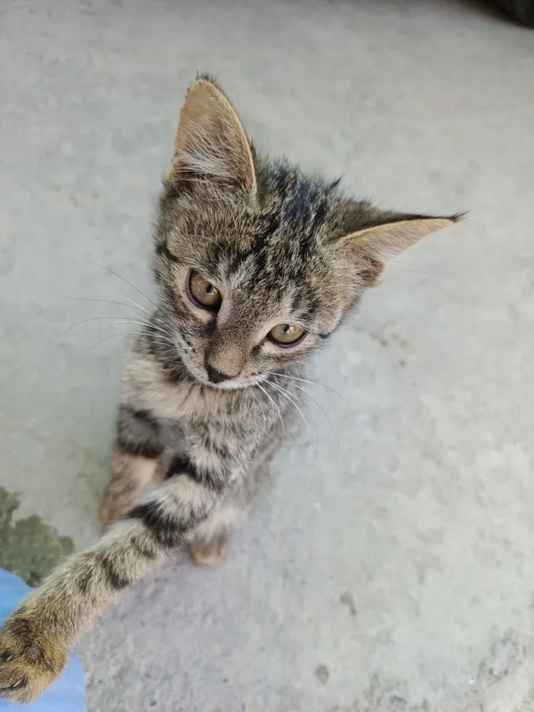 Отдаём котят в хорошие руки 2 Отдаём котят в хорошие руки 2