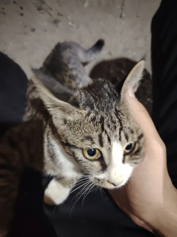 Маленький котёнок 1 Маленький котёнок 1