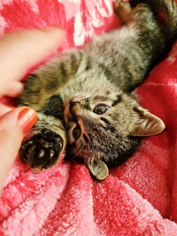 Котята с добрыми сердцами, полными любви 2 Котята с добрыми сердцами, полными любви 2