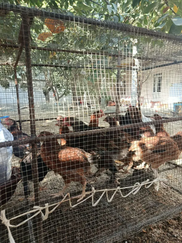 Домашние куры 1 Домашние куры 1