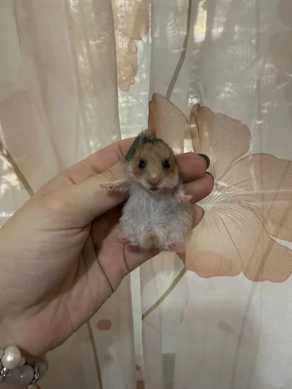 Продаются хомячки