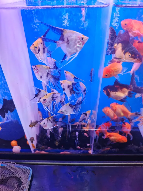 O‘simliklar va akvarium baliqlari 8