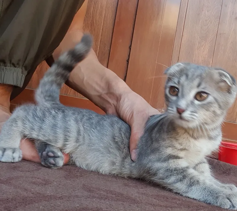 Mushuk scottish fold QIZ BOLA 4 OYLIK 2