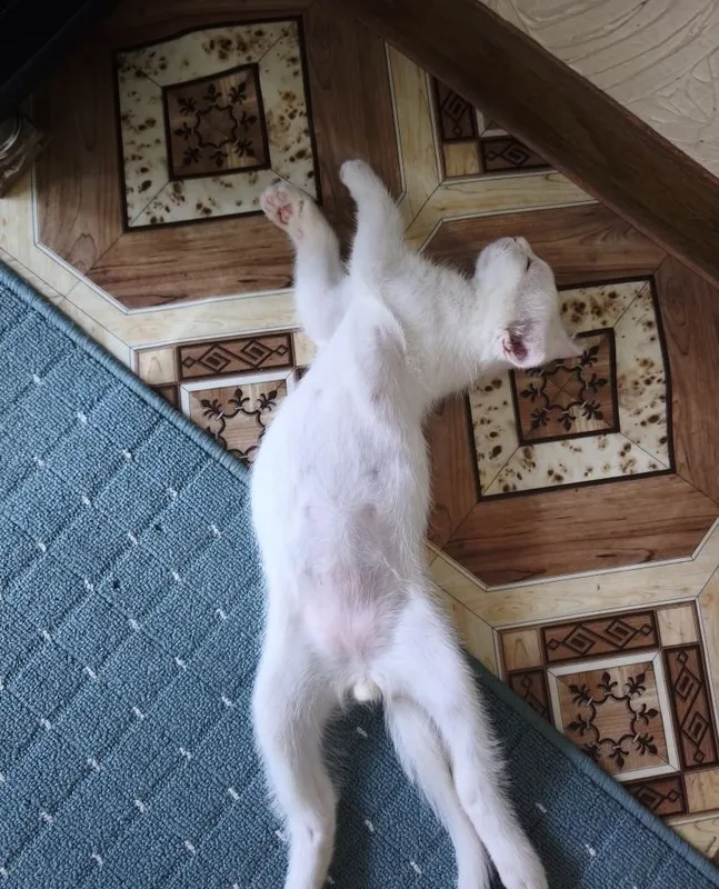 Котёнок 4 месяца 2