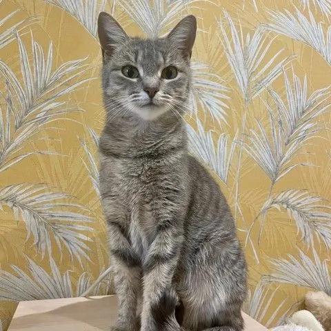 нужен кот!