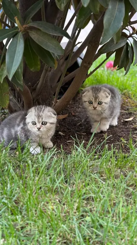 Skotish fold mushukchalari скотиш фолд шиншила — фото 2