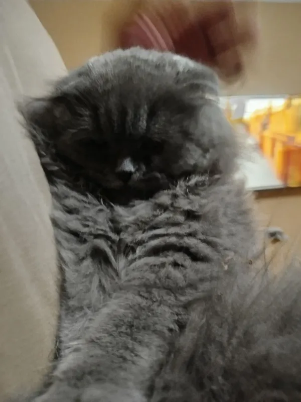 mushuk