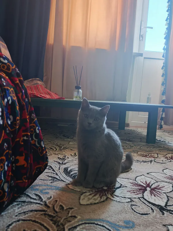 Продаю кошку 8
