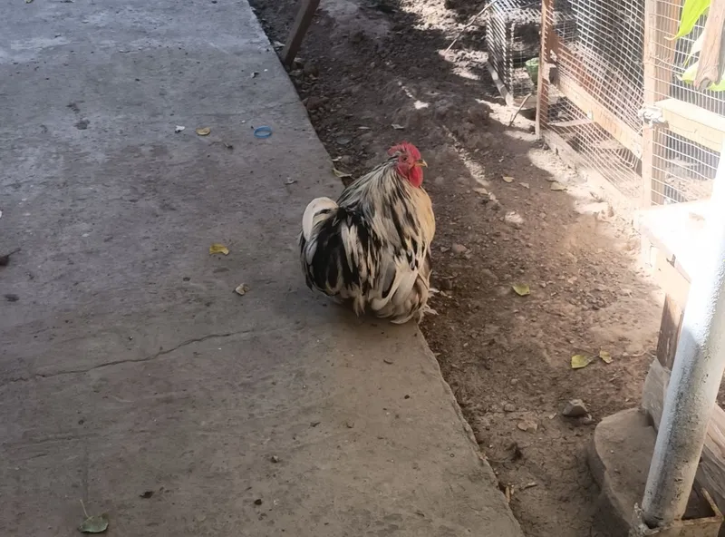 Yetuk rus onalar sikish Jinsiy aloqa va zorlashni tomosha qiling