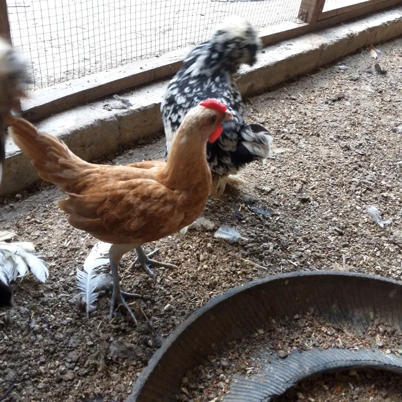 Sibrayt jojaxorozlar sotiladi 2 Sibrayt jojaxorozlar sotiladi 2