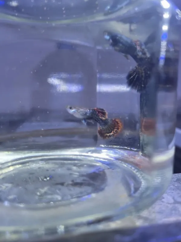 Red dragon snakeskin Halfmoon. Gupiy sotiladi 3 Red dragon snakeskin Halfmoon. Gupiy sotiladi 3