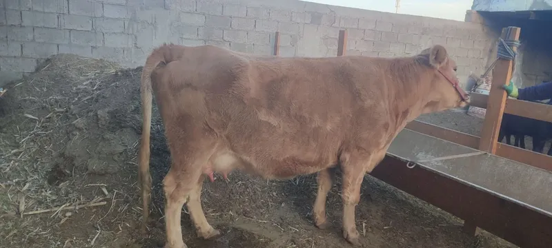 Ona bola sotiladi 1-qorin bolasi 5 oylik