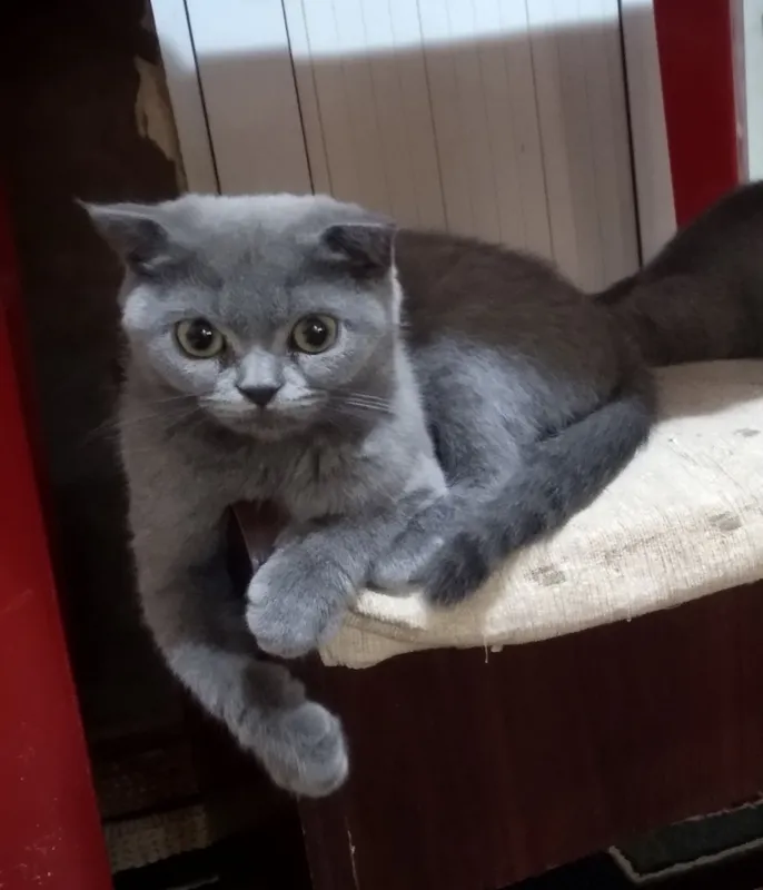 чистокровный скоттиш-фолд 4