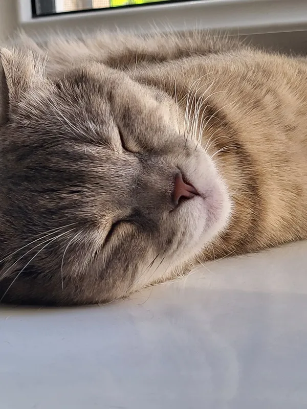Кошка породы скотиш фолд — фото 1