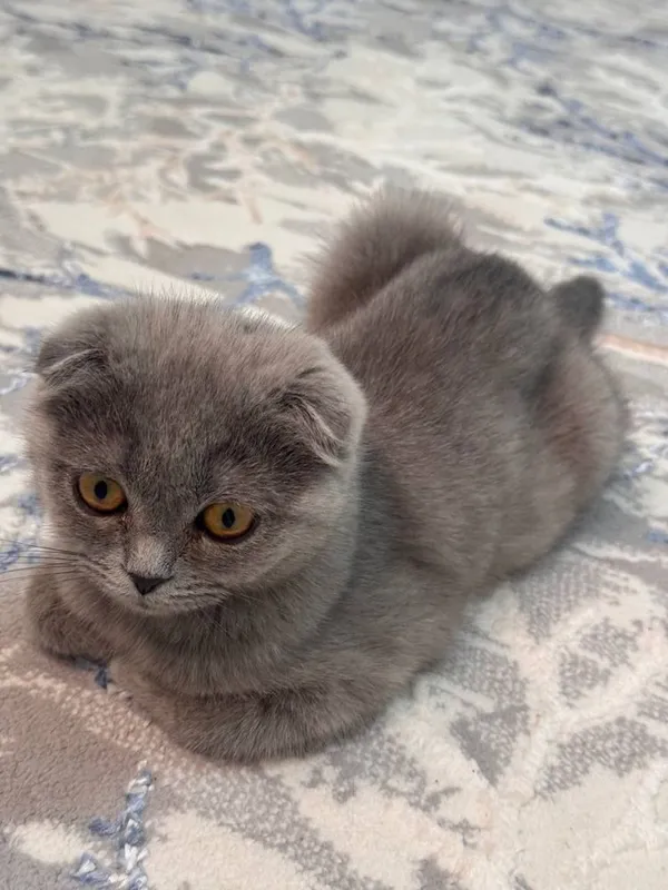 Мушук сотилади Скотиш фолд
