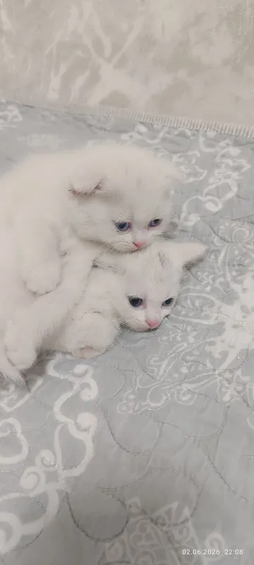 Продам котят скотиш фолд, шиншилла