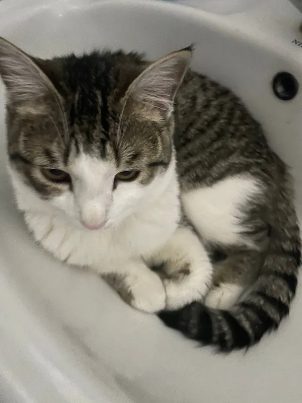 Mushuk sotiladi! Котик продаётся! — фото 4