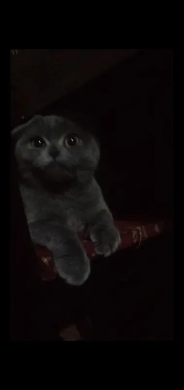 скотиш фолд шотландский 2 скотиш фолд шотландский 2