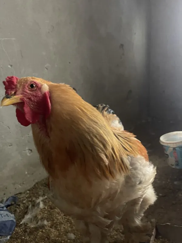 brama palvi va svetli xurozlari sotladi 1 brama palvi va svetli xurozlari sotladi 1