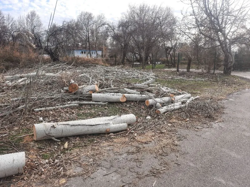 Продам тополиные дрова за 2миллиона — фото 3