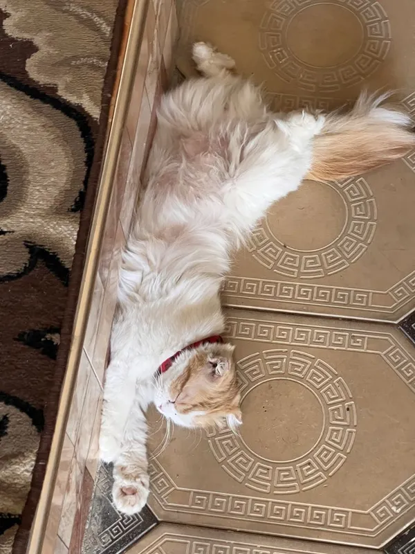 Scottish Fold Longhair — фото 1