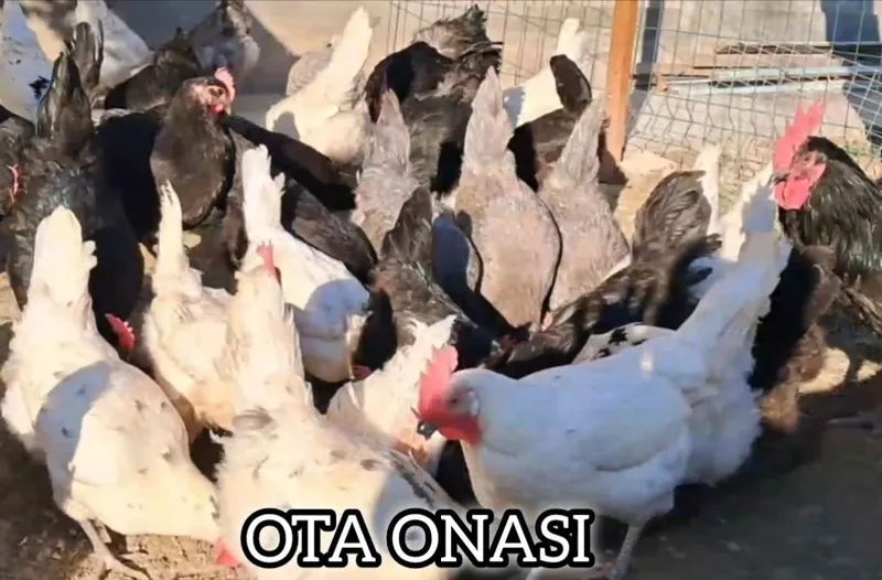 AVSTRALORP VA SENDI ZOTI Qoshilgan JOJALAR Gibrid Австрлалорп ва сенди — фото 5