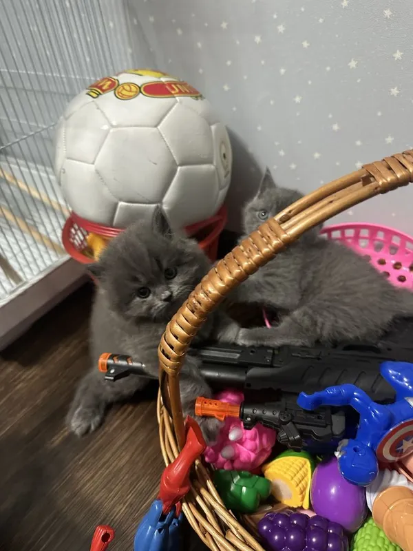 Продаются котята Британцы… — фото 1