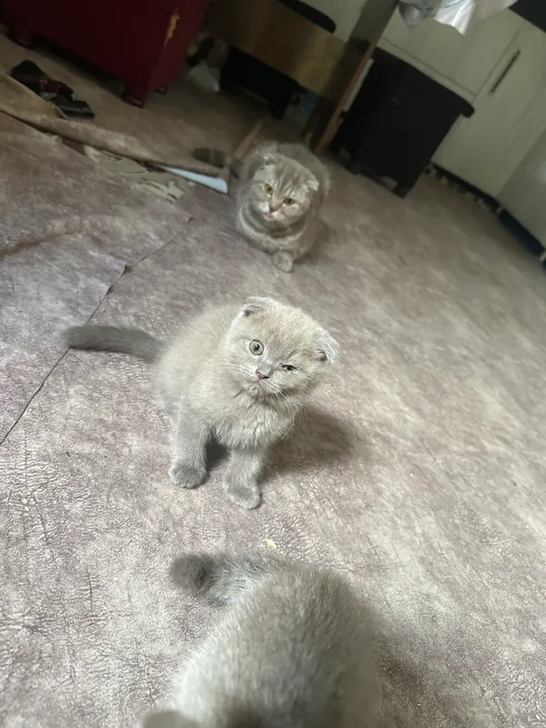 Котята — фото 5