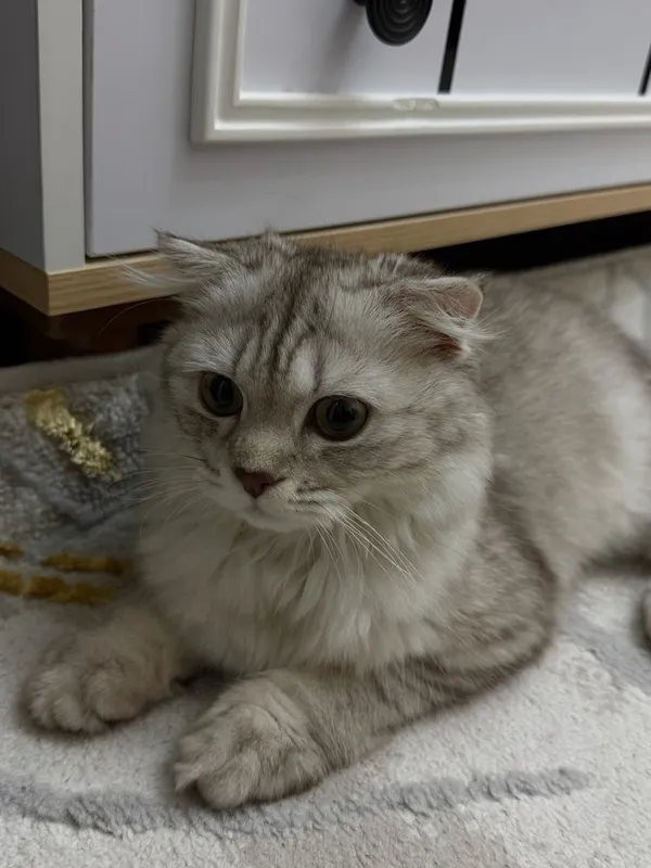 Кот шотландская висдоухая 1