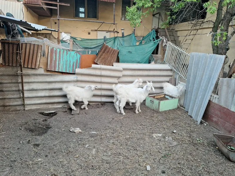 Две доевых козы и четыре козлёнка — фото 3