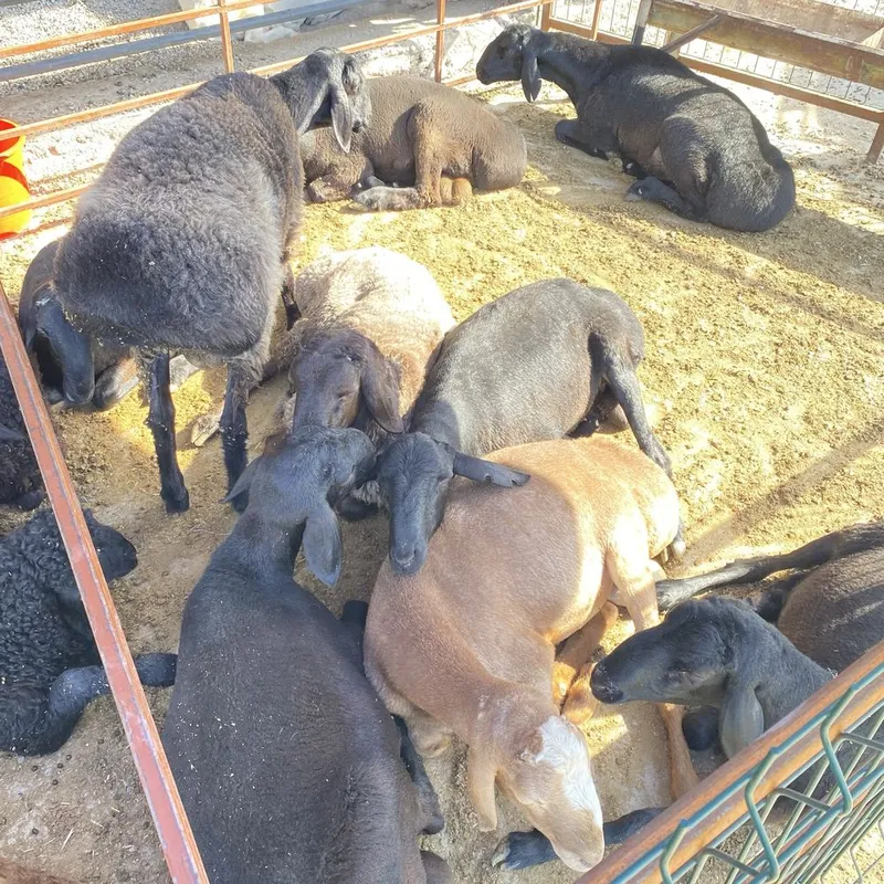 Qurbonlik uchun tirik vazni 55 kilodan 80 kilogacha bolgan qoylar bor