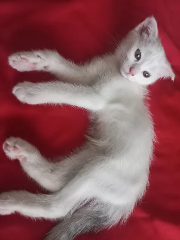 кошка 1