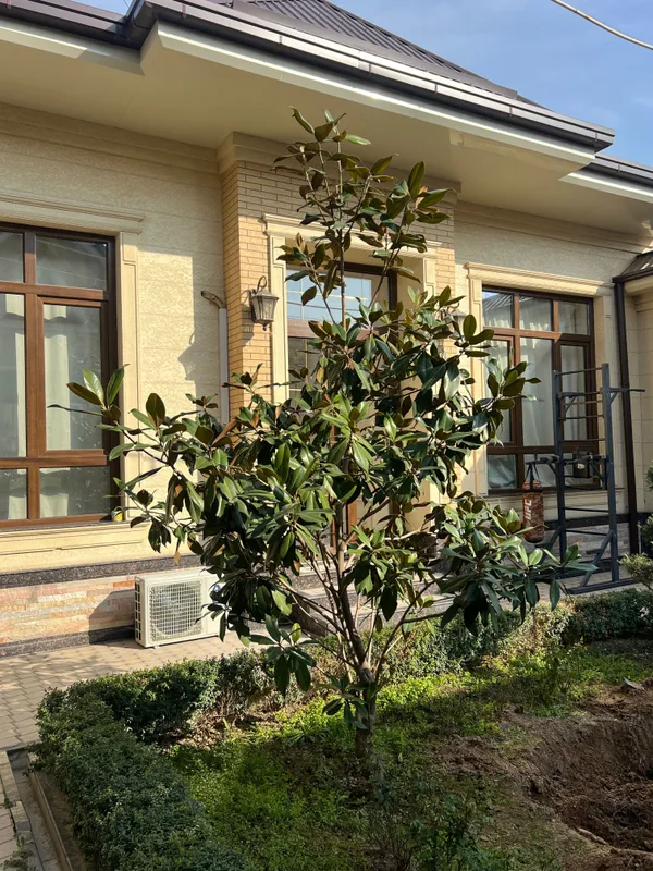 Magnoliya daraxti