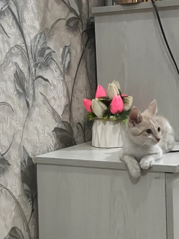 Кошка 4 Кошка 4