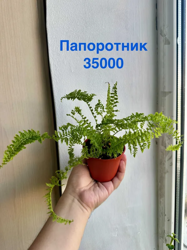 Филодендрон бразил, Эпипренум себу блю, Папоротник, Портулакария афра — фото 2