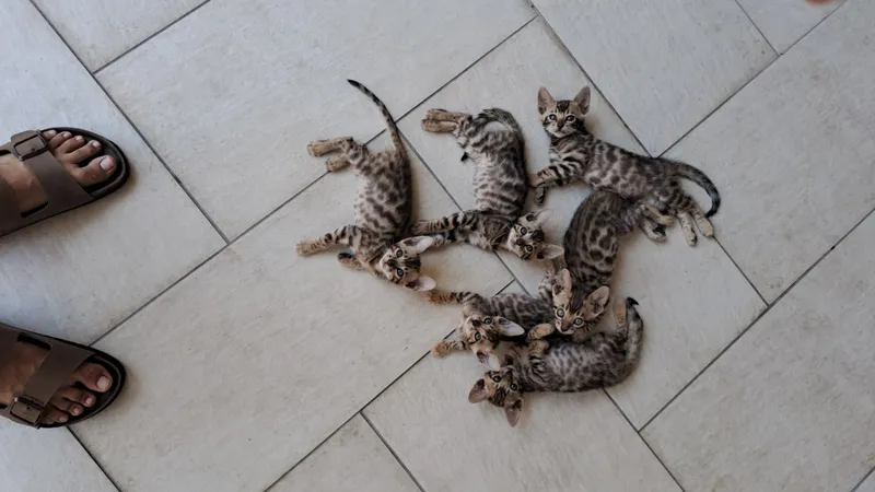 Bengal F1 4 dev 1 molchik 1