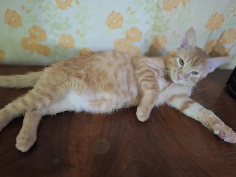 Котенок домашний 2