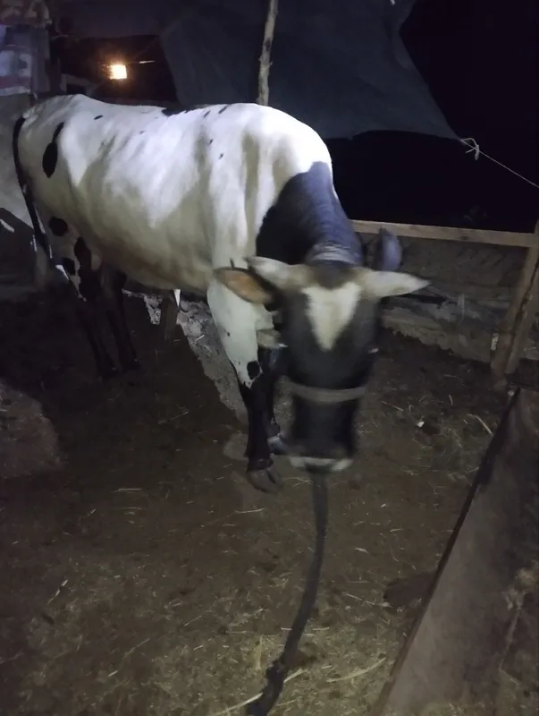Buqqa sotiladi sog'lom va baquvat — фото 2