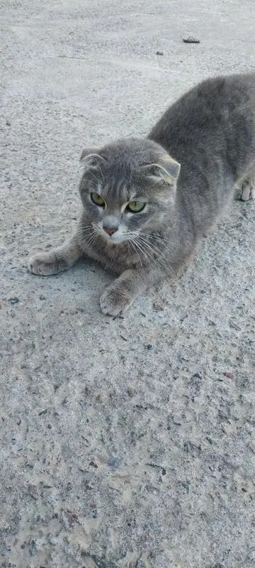 Rasmdigi zotli mushuni bollari sotladi 5ta 2
