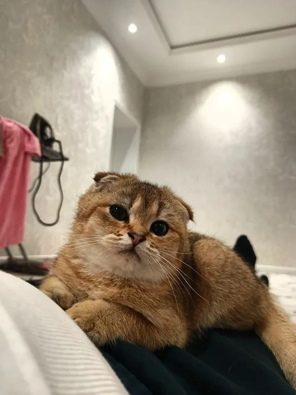 Британский золотой шиншилла — фото 4