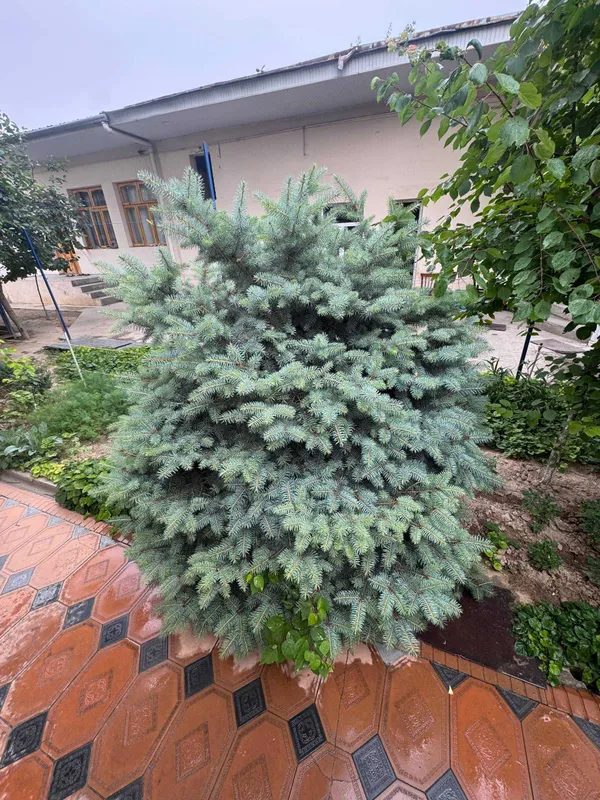 Продаются голубой ель — фото 1