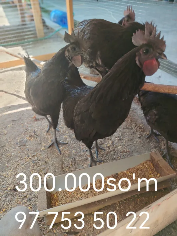 Uxeyl qora xo'roz va tovug'i 1