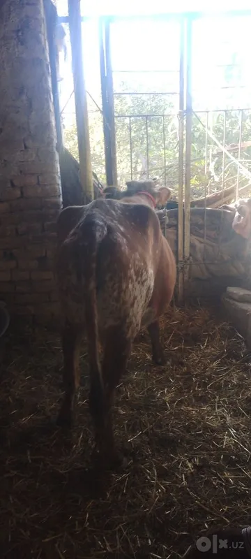 Buğoz sotiladi kafolati bilan 1 Buğoz sotiladi kafolati bilan 1