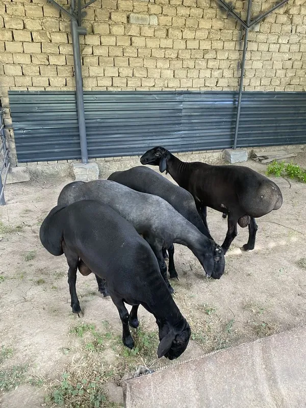 Kotta qochqorla sotiladi 1