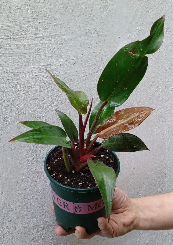 Филодендроны Philodendron ‘Prince of Orange’. Цветы для дома и офиса 2 Филодендроны Philodendron ‘Prince of Orange’. Цветы для дома и офиса 2