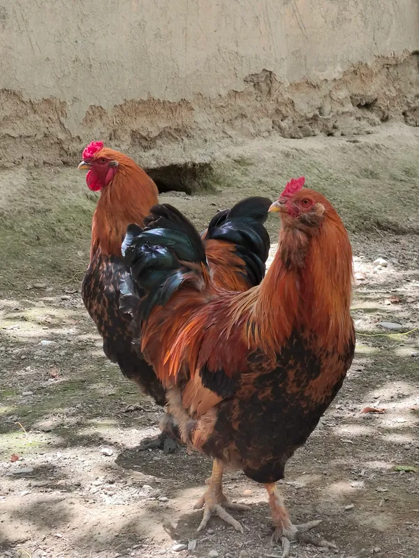 brama xurozlar 250 mingdan