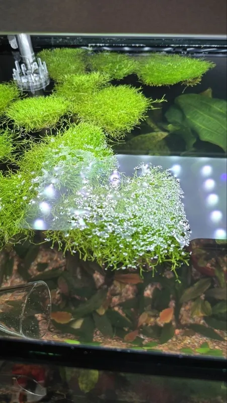 Mox richiya akvarium suv oʻti Suv yuzasida va oddiy sharoitda oʻsadi M — фото 1